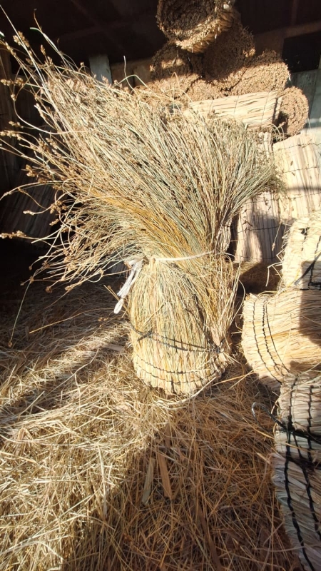 CHASCA COIRON PEQUEÑO